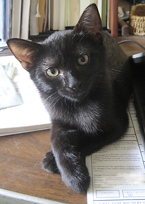 black cat sitting with paws crossed