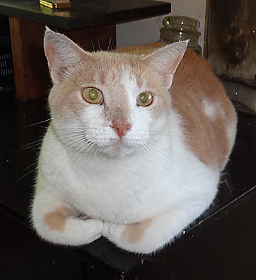 brown and white cat laying with paws crossed in front