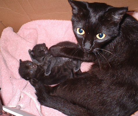 black mama cat with 2 just born kittens