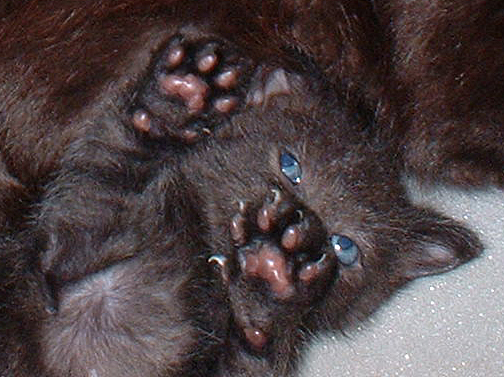 black kitten with both paws in front of face