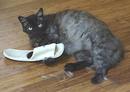 black grey cat playing with someones slipper