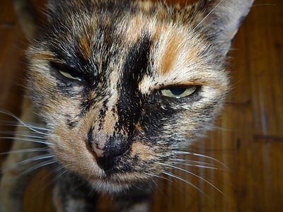 orange black white cat closeup glaring at camera