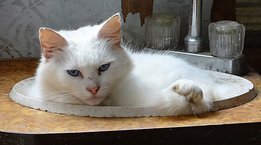 white cat laying in rounded sink