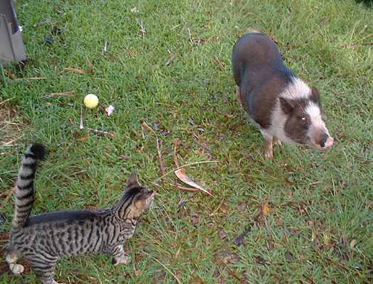 grey tabby cat in green grass approaching large grey white pig