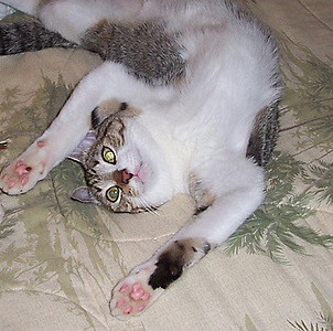 white grey cat rolling on back with arms stretched out