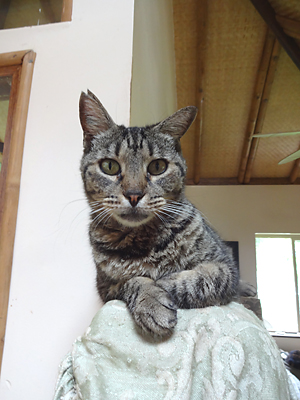 grey cat on shelf looking down to camera