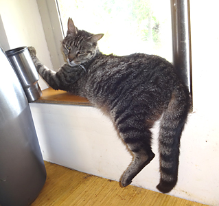 grey cat laying in window with back leg hanging down