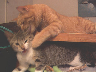 orange cat reaching to grey and white kitten