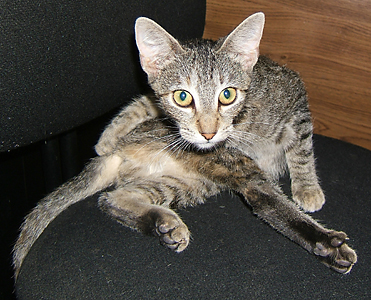 grey cat sitting and leaning to tail