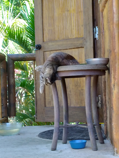 grey cat sound asleep on table hanging over but not falling