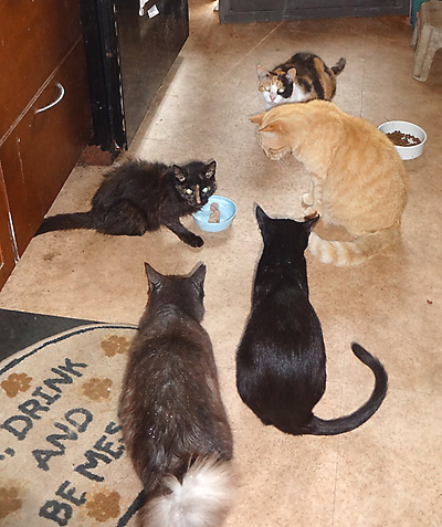 several cats waiting around eldest female cat while she finishes eating