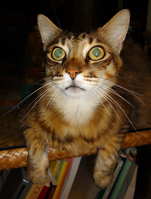 orange grey stripped cat close to camera looking up