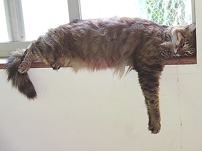 big grey cat sleeping on window ledge with paw hanging down