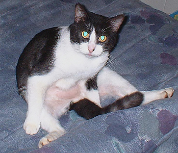 black and white cat sitting up leaning towards tail