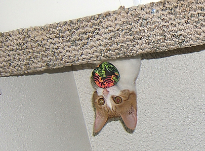 white and orange kitten with ball in mouth hanging upside down