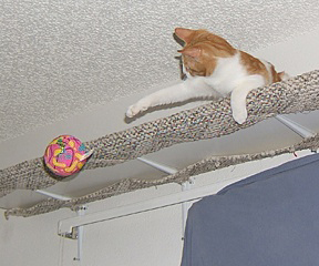 white and orange kitten on shelf reaching for a ball thrown to her