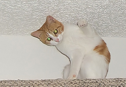 white and orange kitten waving from shelf