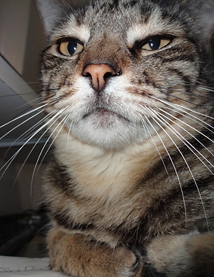 grey cat close up looking smug