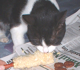 black and white cat eating a cob of corn