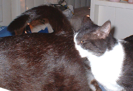 black and white cat sniffing black cats rear