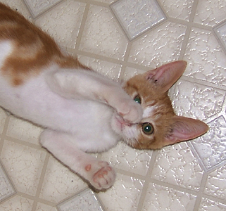 orange and white kitten holding her nose