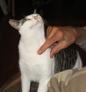 white grey cat getting petted under the neck with a look of pleasure on her face