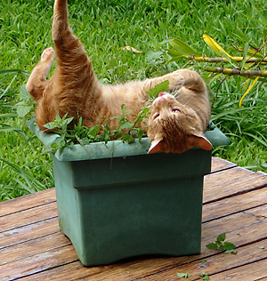 orange cat upside down in a pot of catnip