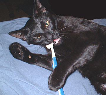 Black cat brushing his teeth with a toothbrush