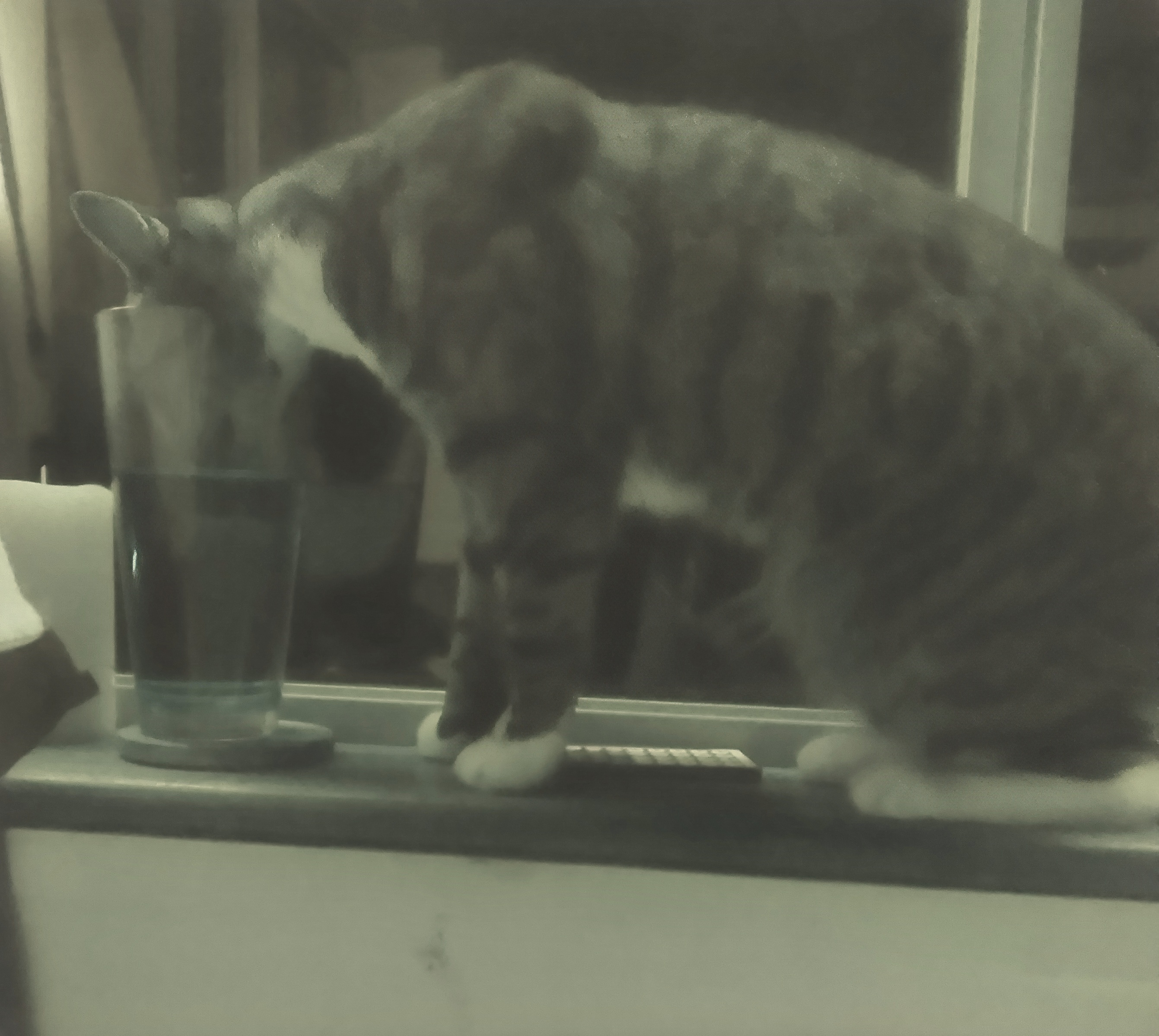 grey cat with head inside glass of water