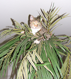 grey orange white cat at top of plastic palm tree