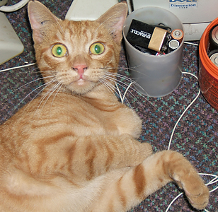 orange cat with funny look on his face