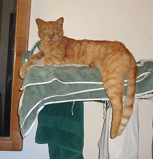 orange cat laying on towels looking at camera