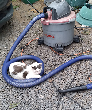 white and grey cat curled up in a vacuum hose