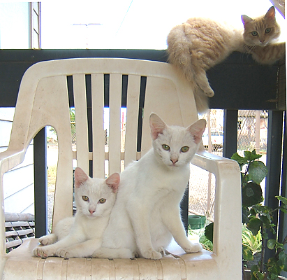 2 white cats sitting next to each other on a chair and orange cat laying abover them on railing