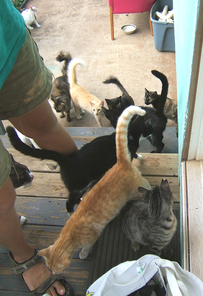 several cats at the feet of camera person with tails high