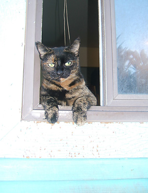 orange tortoiseshell cat face with paws leaning out of window