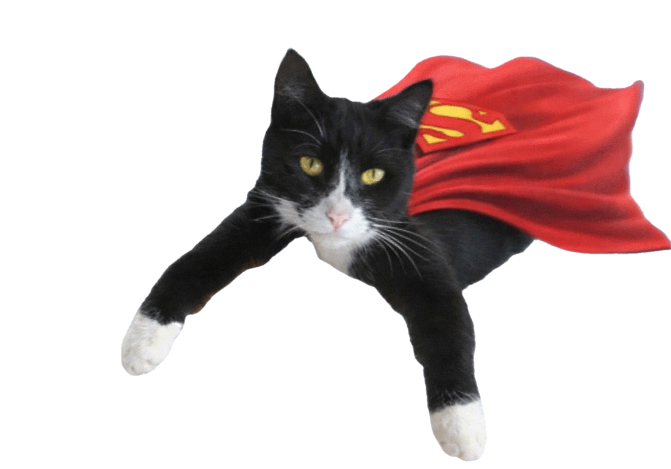 Superkitty flying like a kite